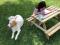Mesas infantiles: Mesa de pícnic de madera tratada Infantil	